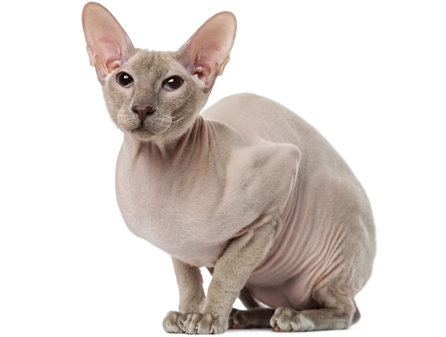 peterbald猫