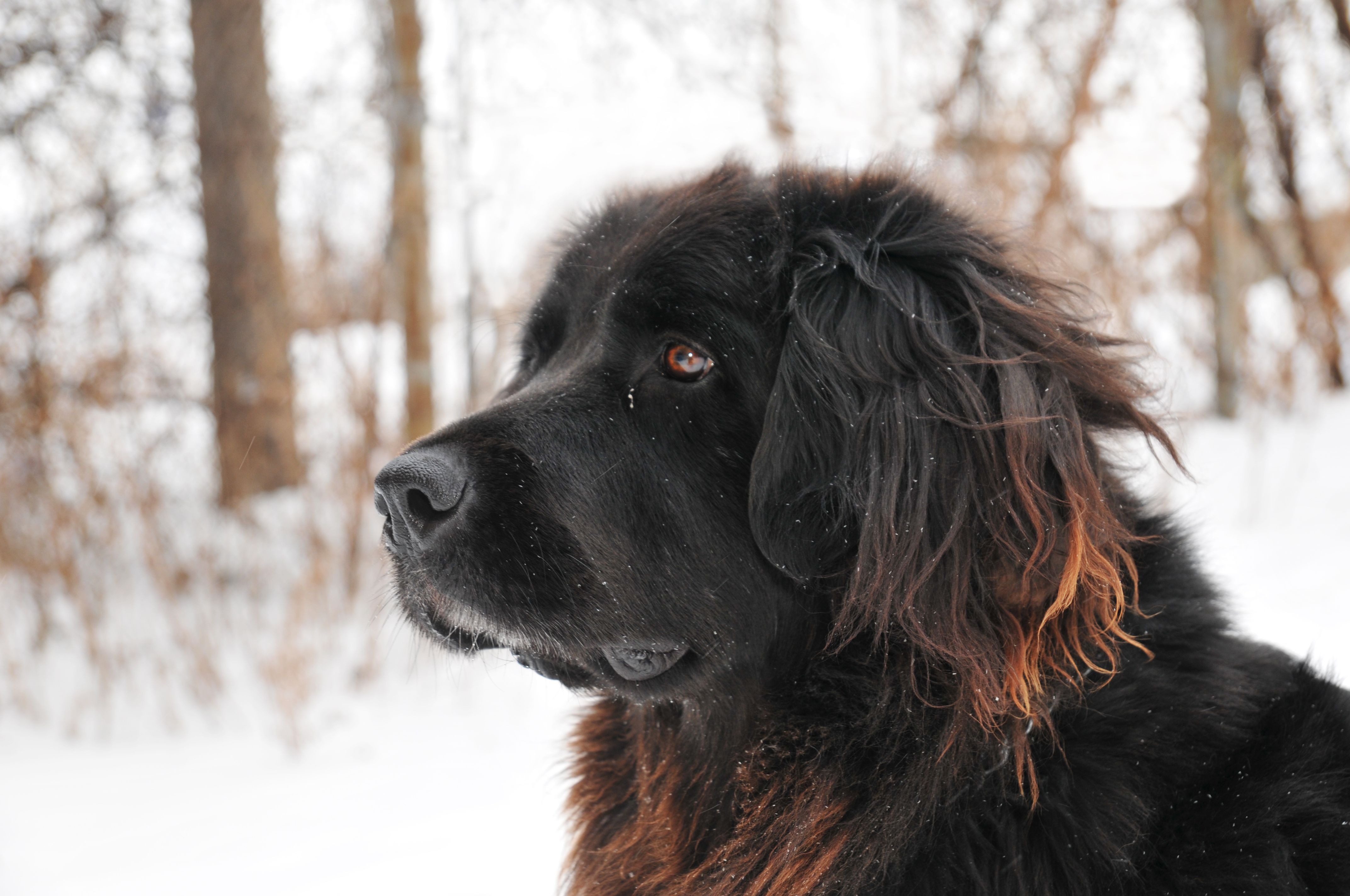 雪地里的黑色纽芬兰犬