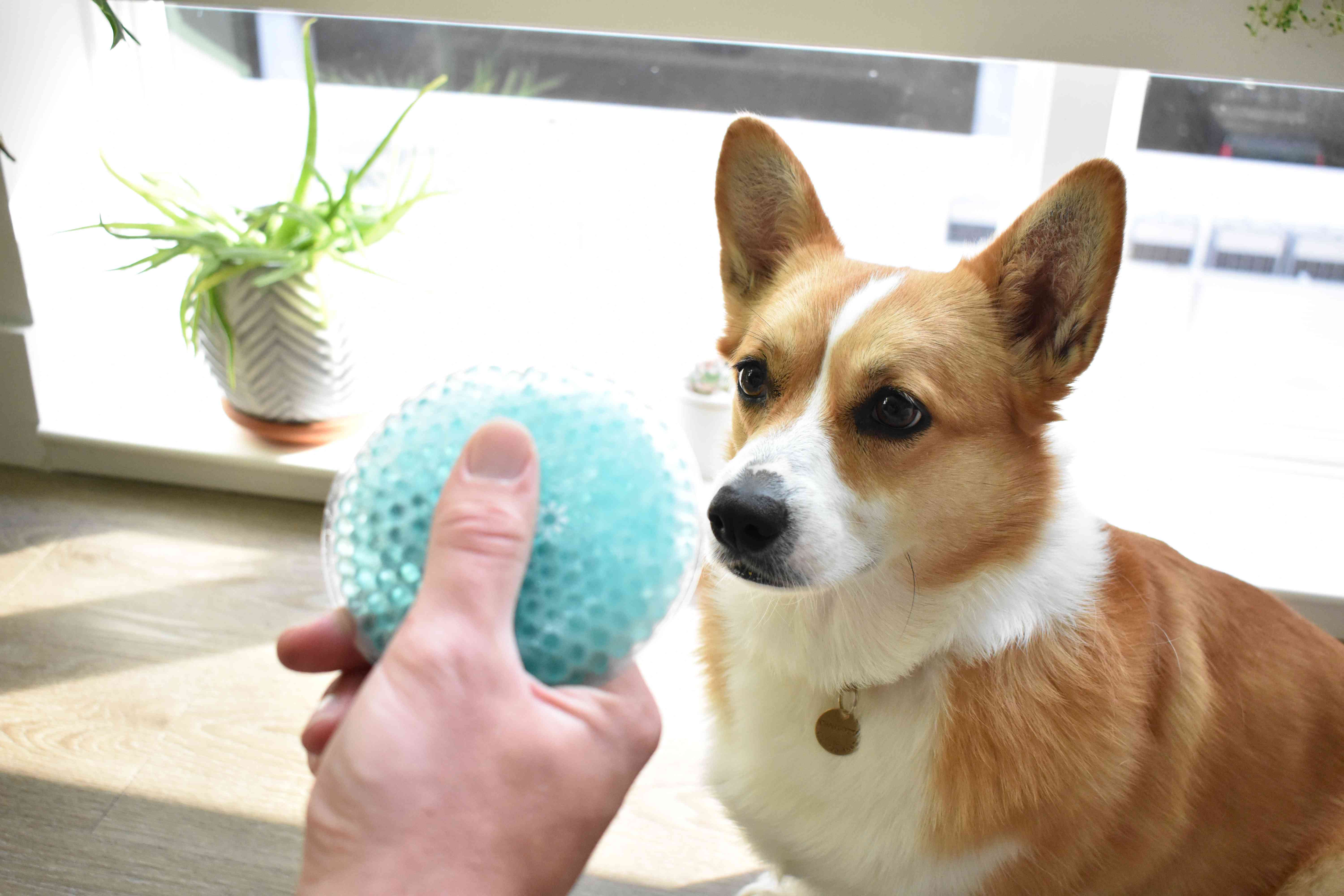淡蓝色冷敷在前面的威尔士柯基犬
