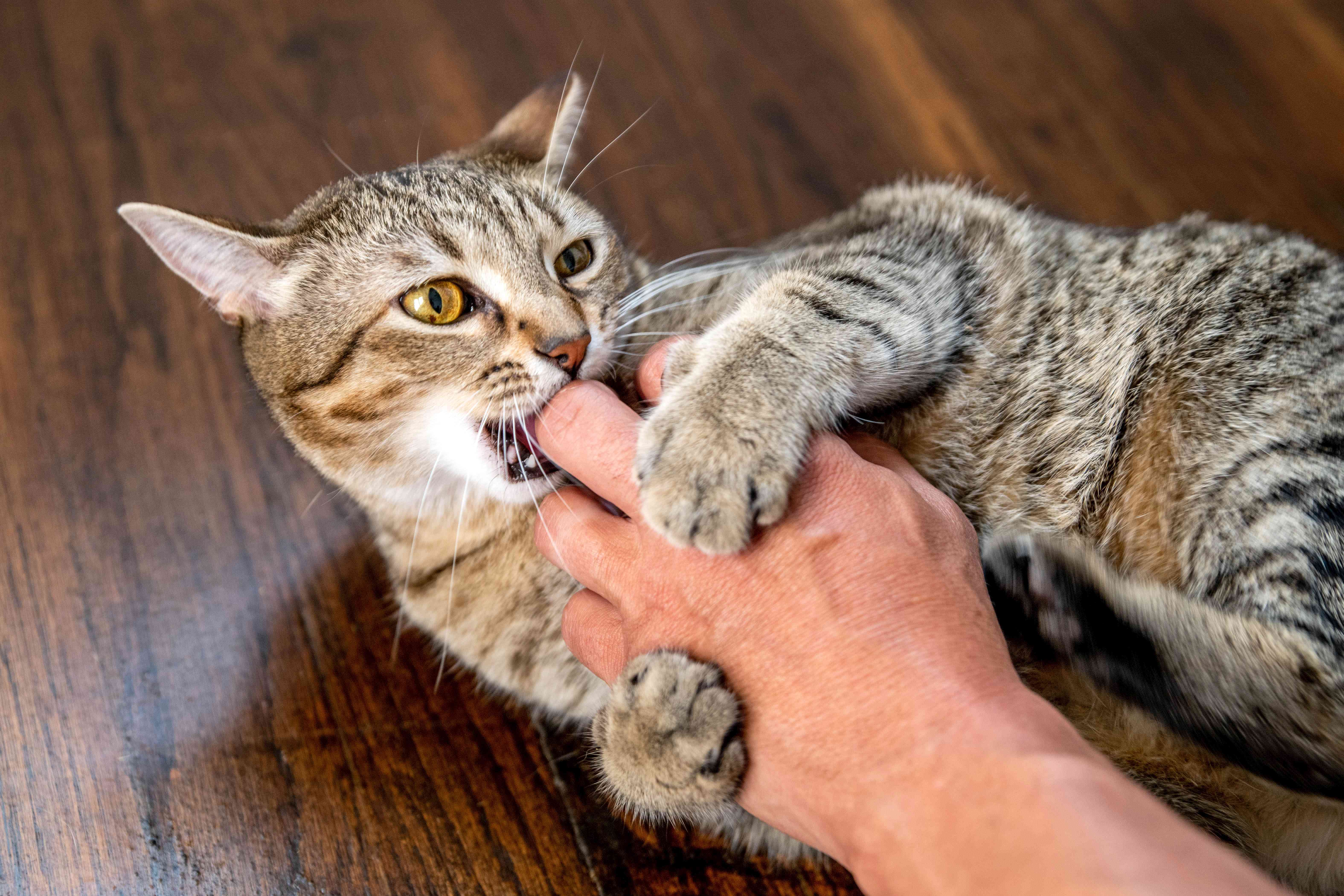 棕色条纹猫攻击性地咬手