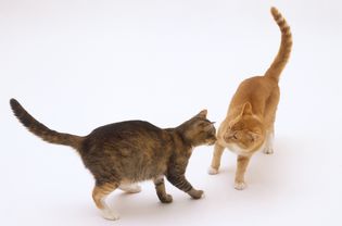 Male ginger and white cat and tortoiseshell and white cat face to face