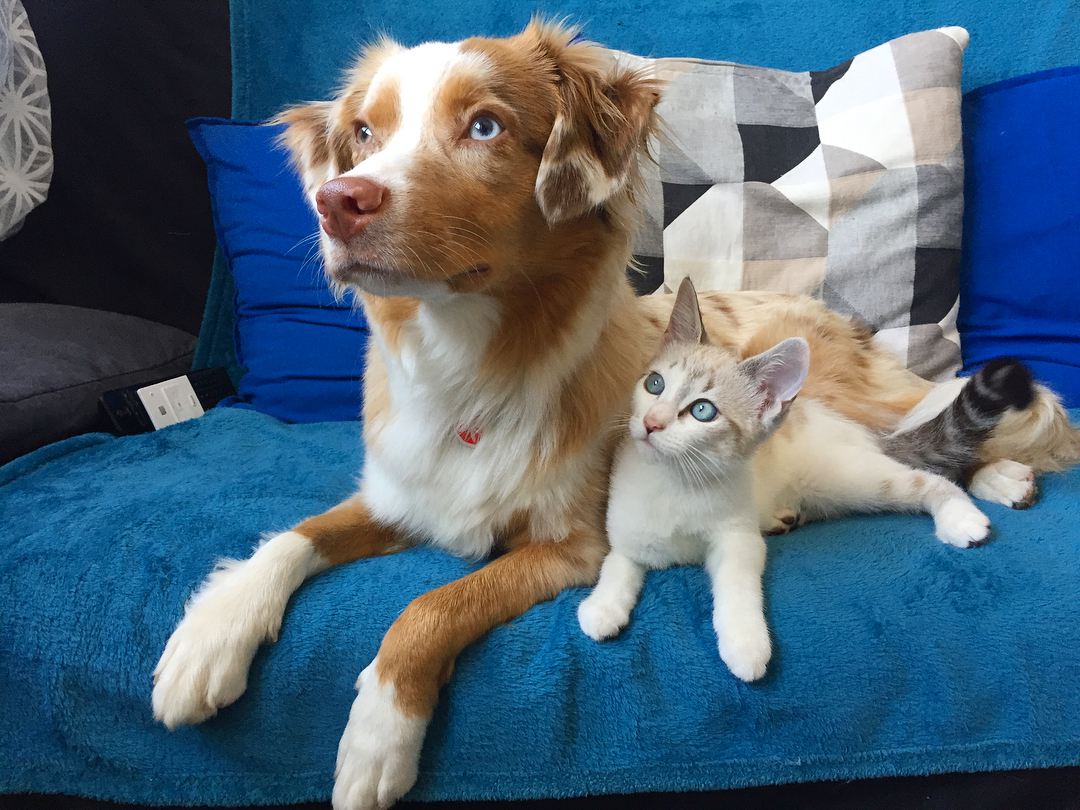 一只小狗和小猫一起懒洋洋地躺在沙发上。