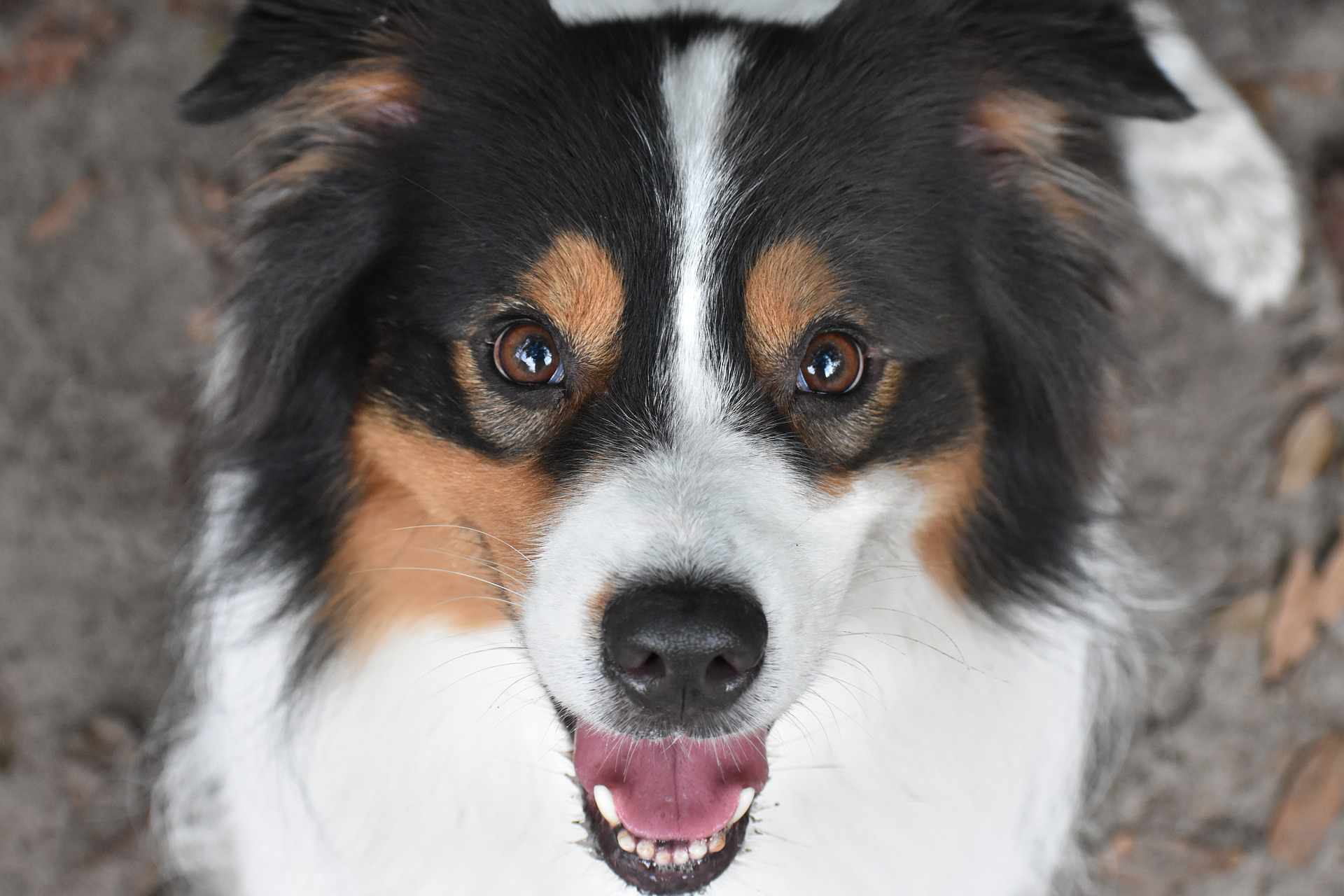 微型美国牧羊犬