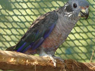 Pionus Fuscus