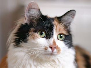 一只花布猫的特写