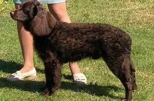 美国水猎犬站在草地上
