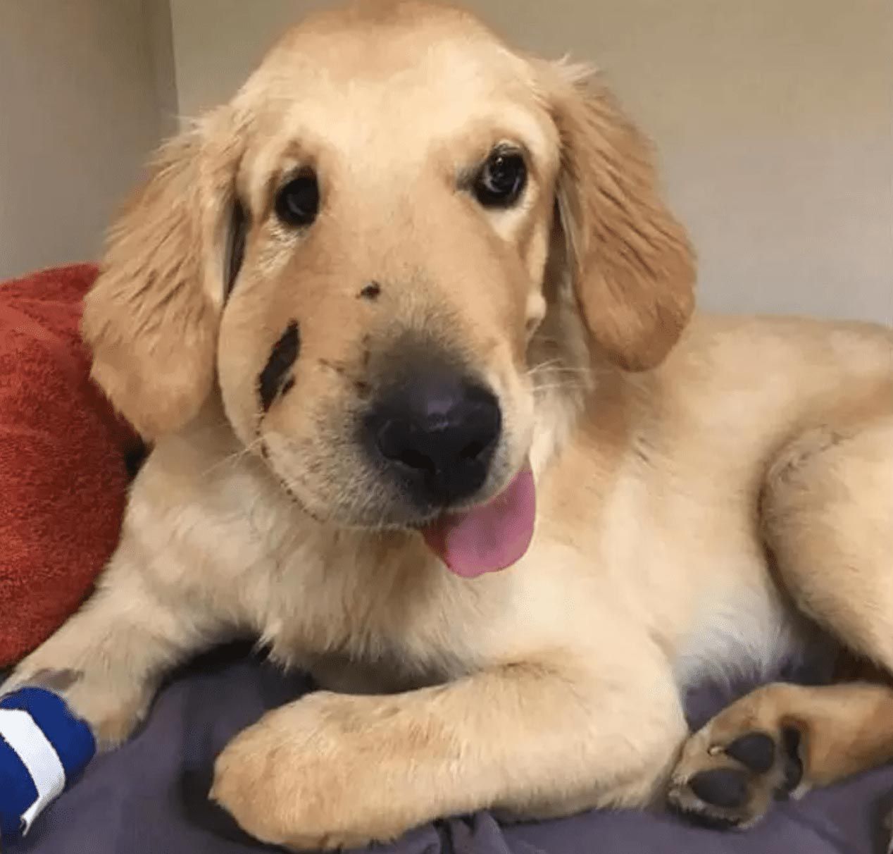 满脸肿胀的金毛猎犬