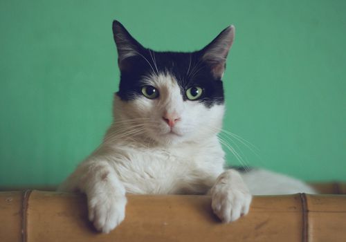 一只绿色背景上黑白相间的猫