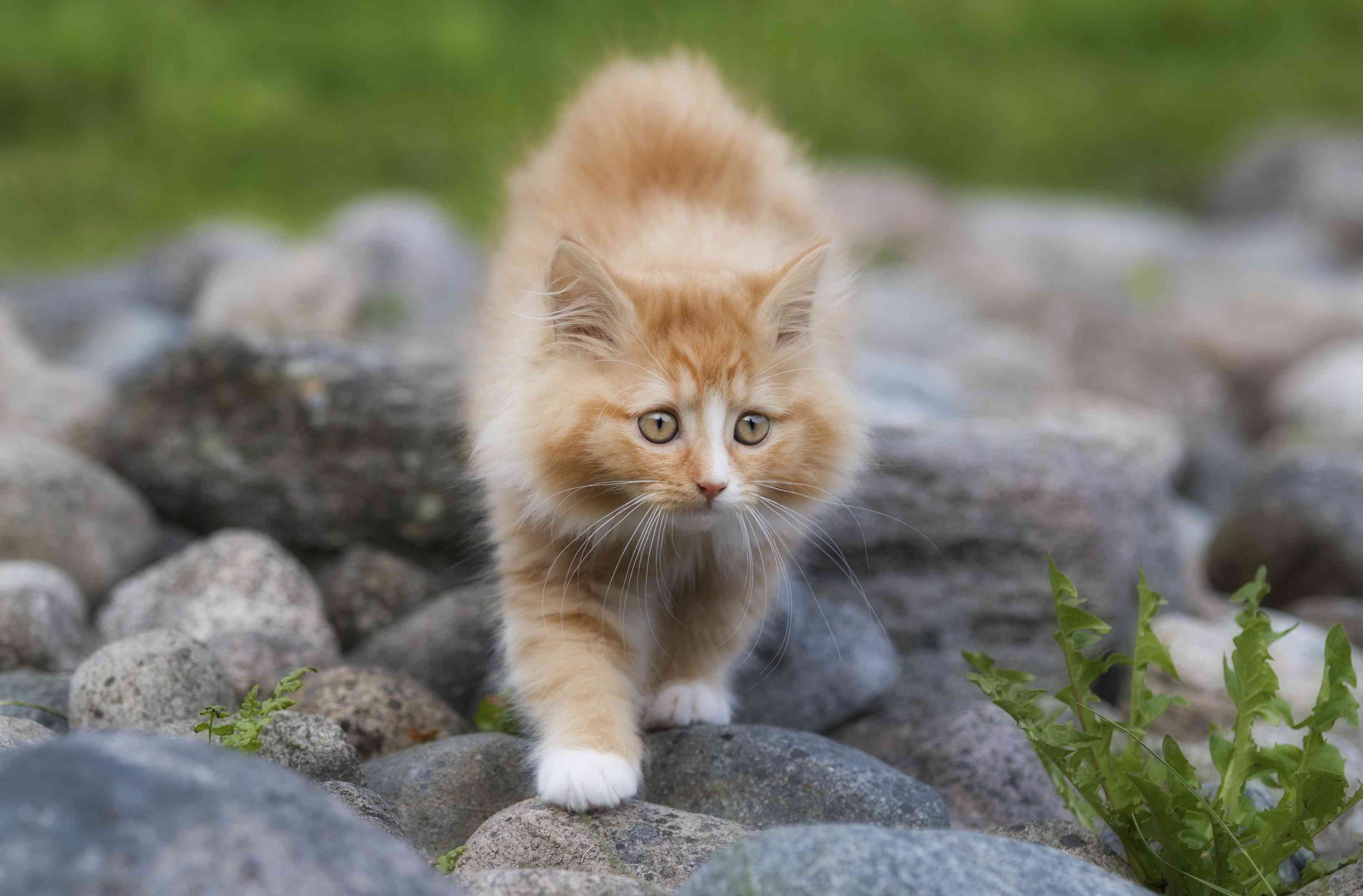 挪威动物园的小猫