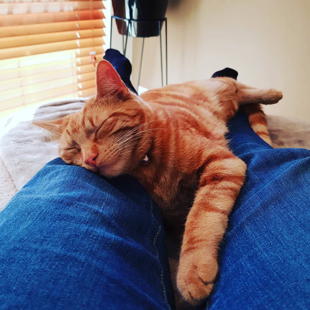 依偎在人腿上的猫。