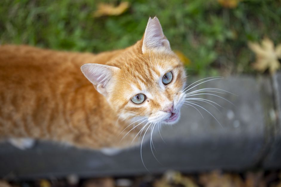 猫在寻找