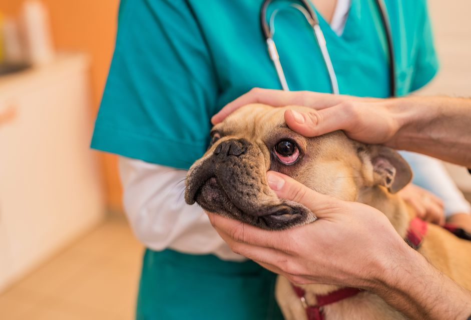 法国斗牛犬在兽医检查台上接受视力检查