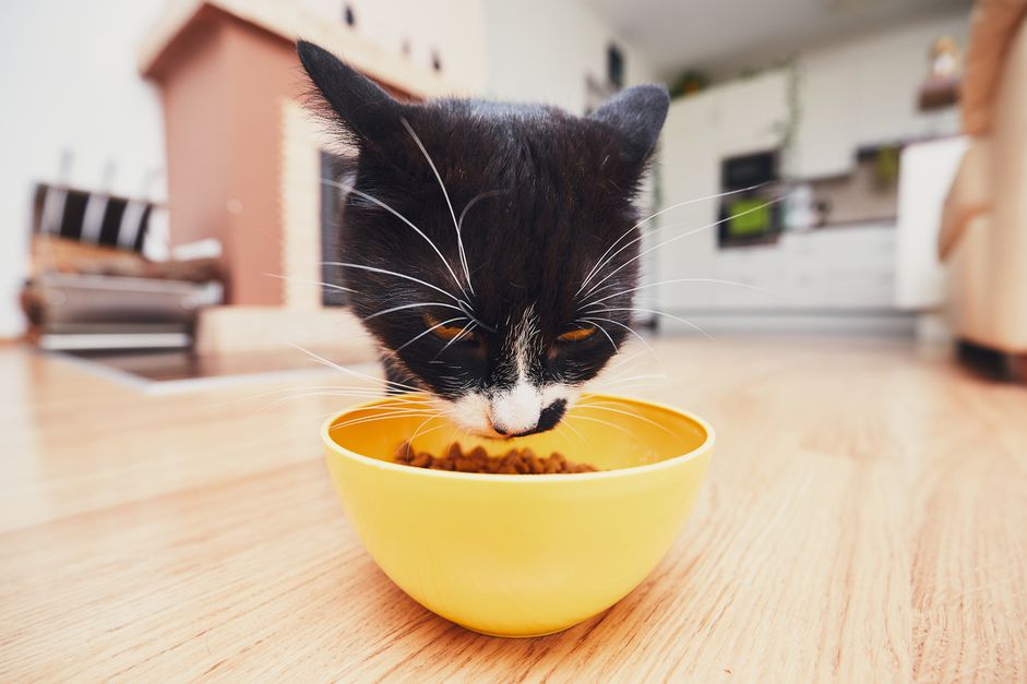 猫在吃干猫粮