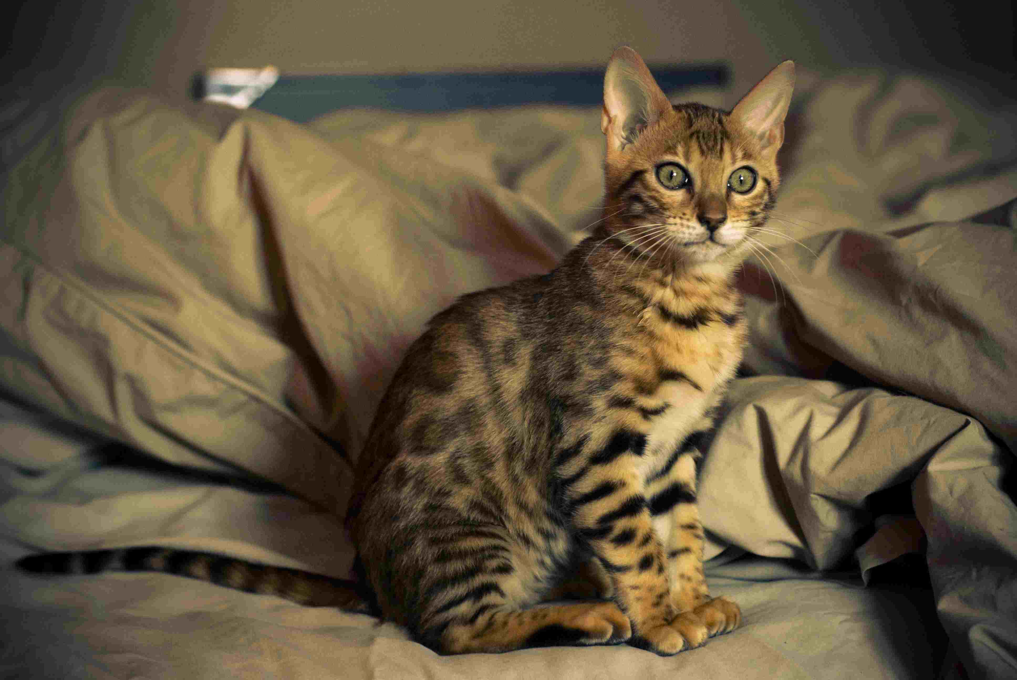 一只孟加拉小猫坐在床上