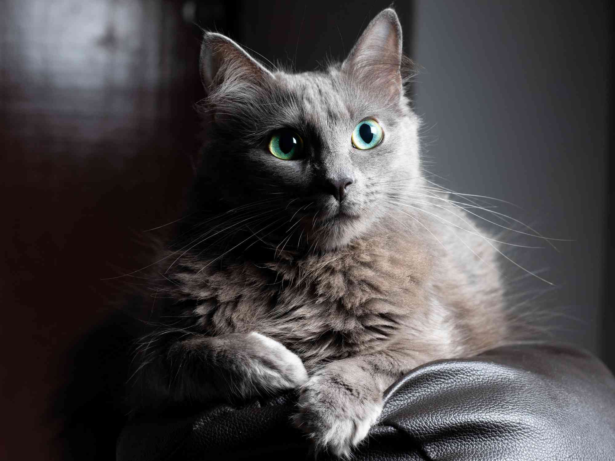 蓝毛的尼伯隆猫