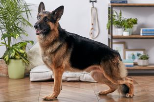 德国牧羊犬的侧面