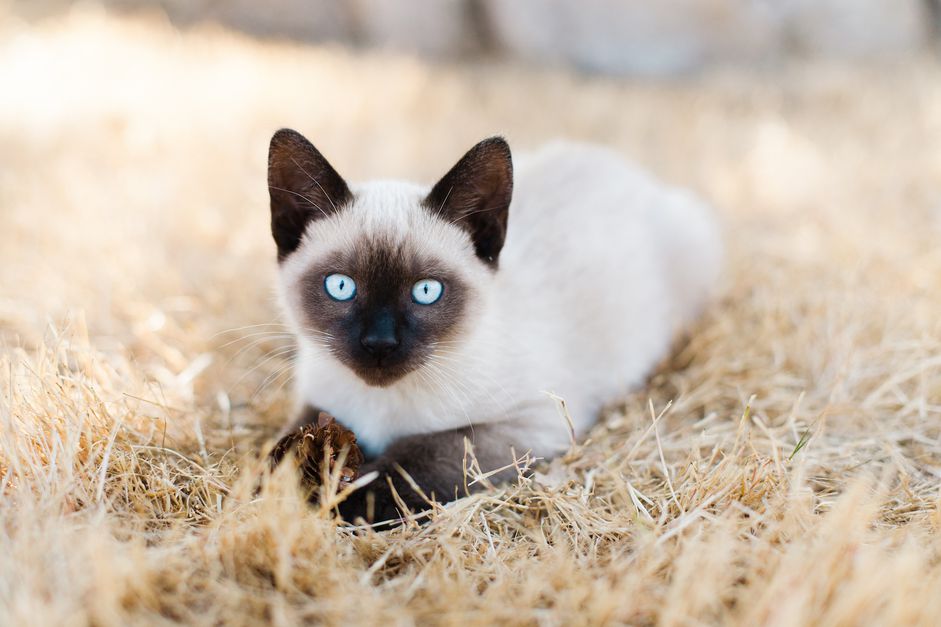 躺在田野里的猫