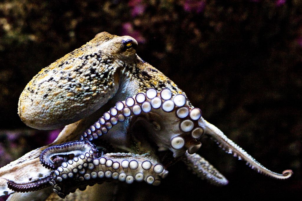 海里8个最可爱的水族馆小动物