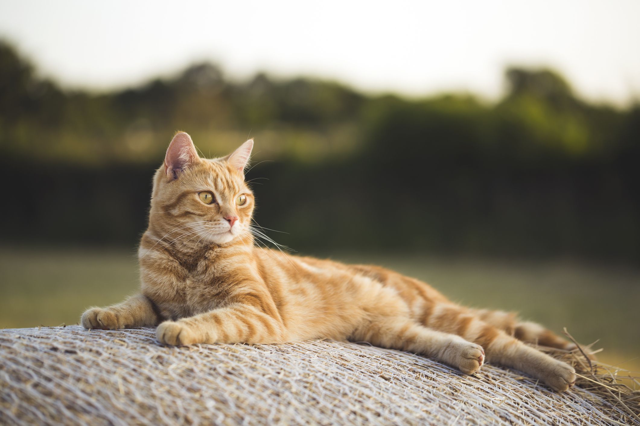 姜色虎斑猫躺在圆草堆上晒太阳