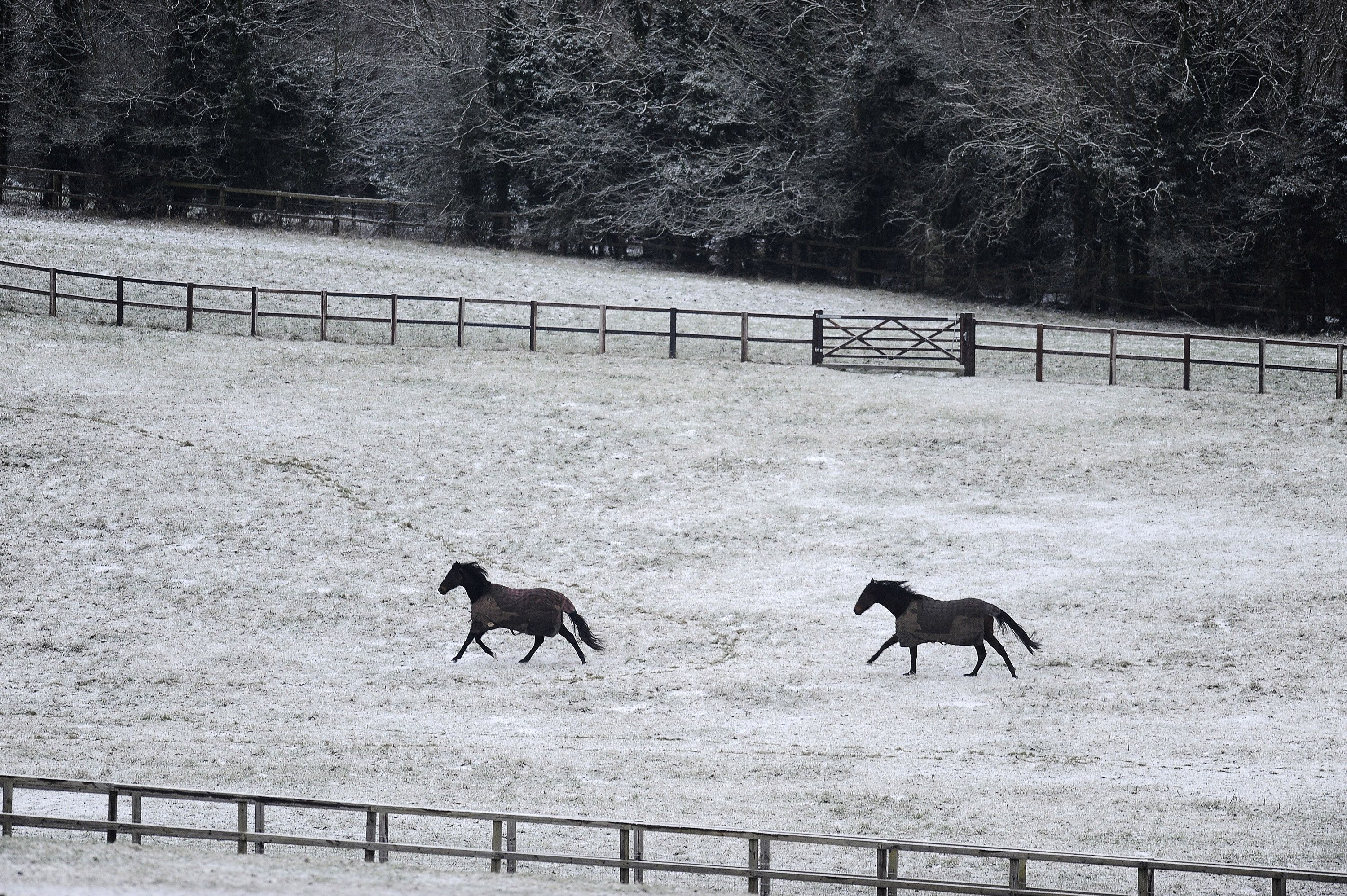 horsegallopingsnowypasture.jpg