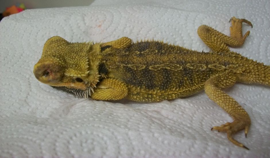 “有趣的案例”，请访问olatheanimalhospital.com
