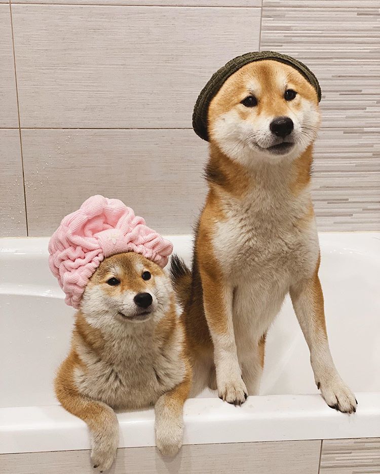 两只柴犬在浴缸里戴着帽子。