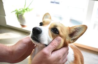 威尔士柯基犬抬头治疗眼睛发红发痒