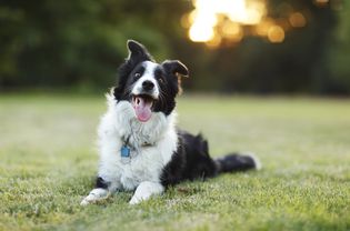 躺在草地上的边境牧羊犬