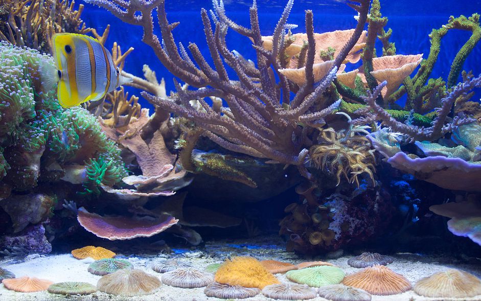 海洋和水族馆和珊瑚