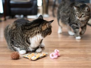 爱出风头的猫保护其他猫的玩具