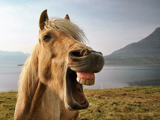 Portrait of Icelandic horse by lake