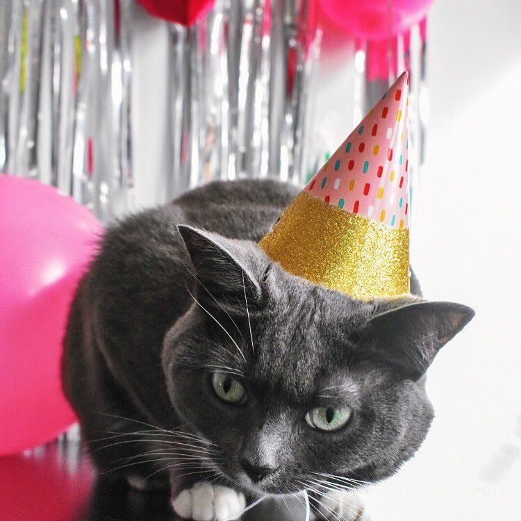 戴着生日派对帽子的猫。