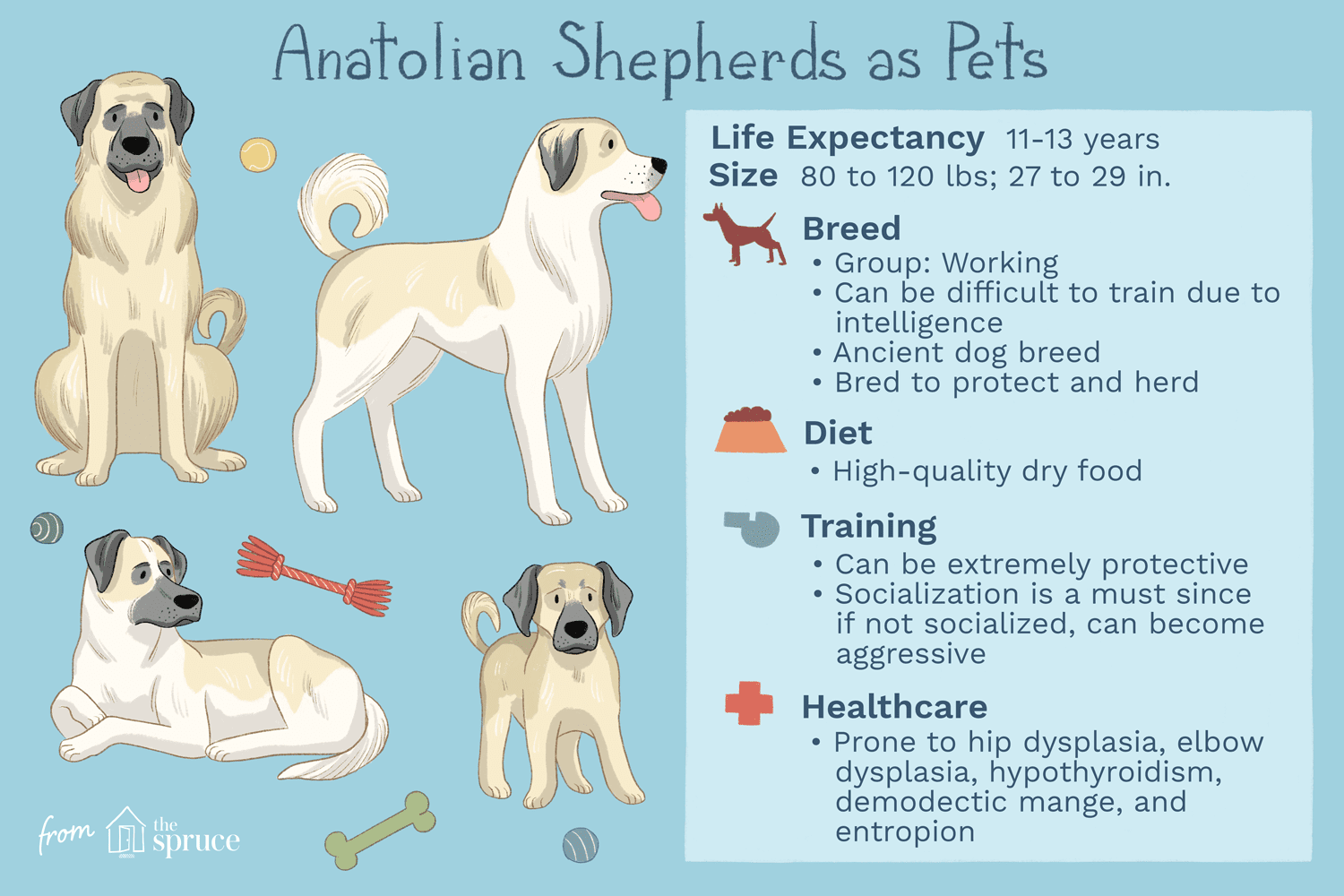 安纳托利亚牧羊犬:犬种特征和护理