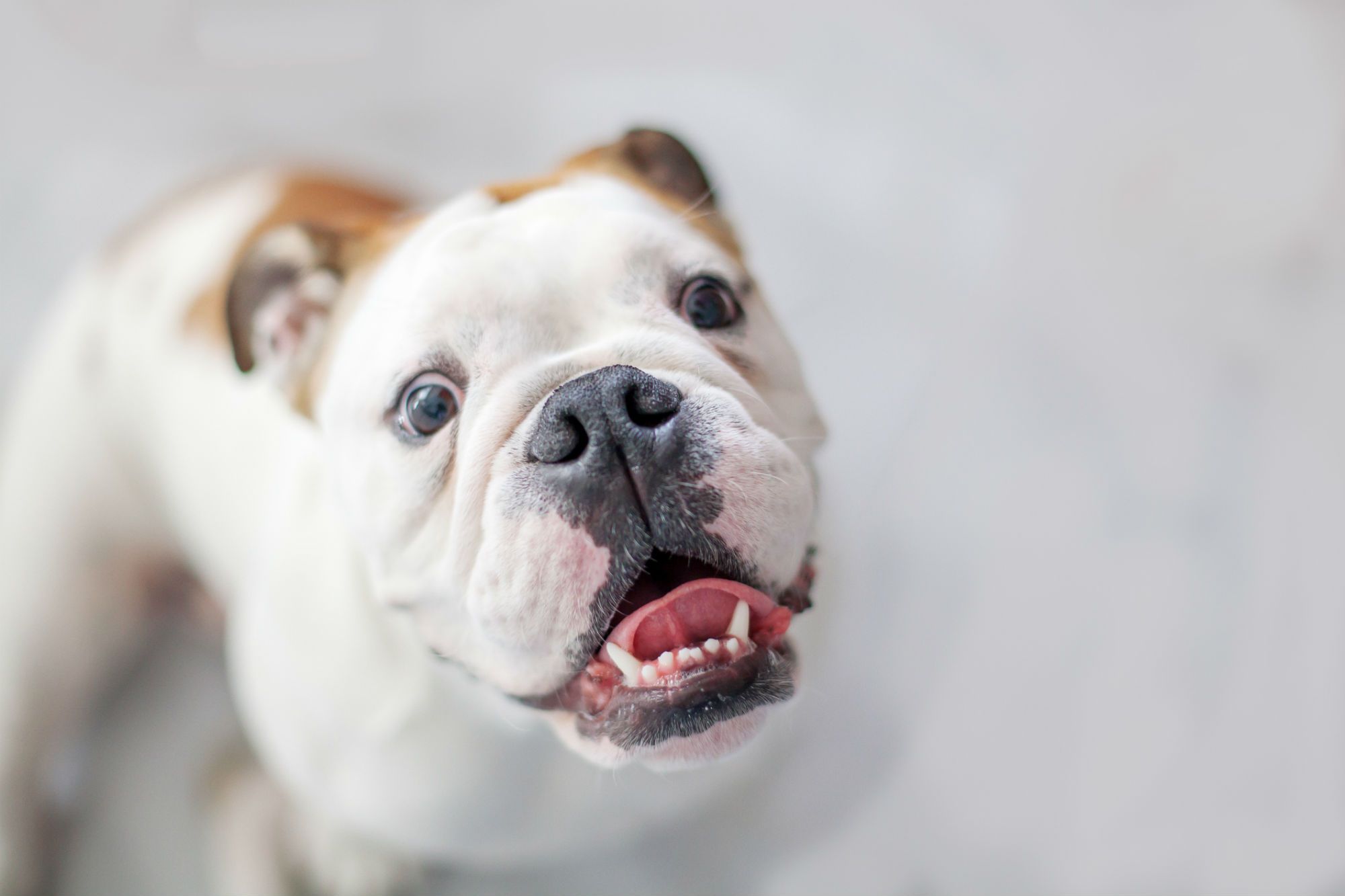 英国斗牛犬的肖像