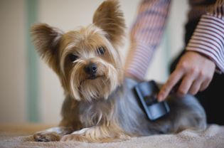 正在用刷子梳理的约克郡犬，看着镜头