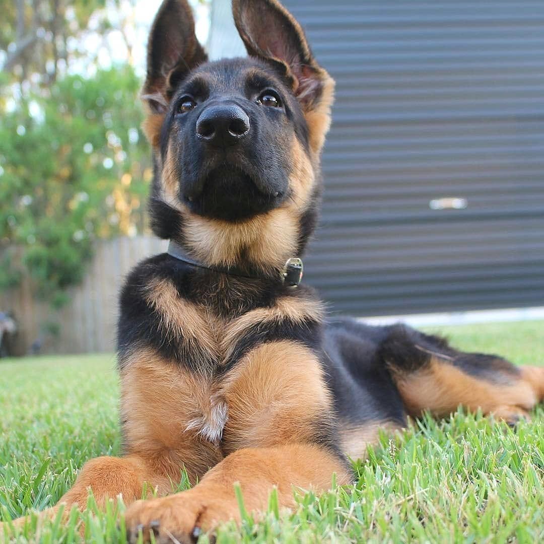 可爱的德国牧羊犬