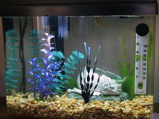 小型水族馆