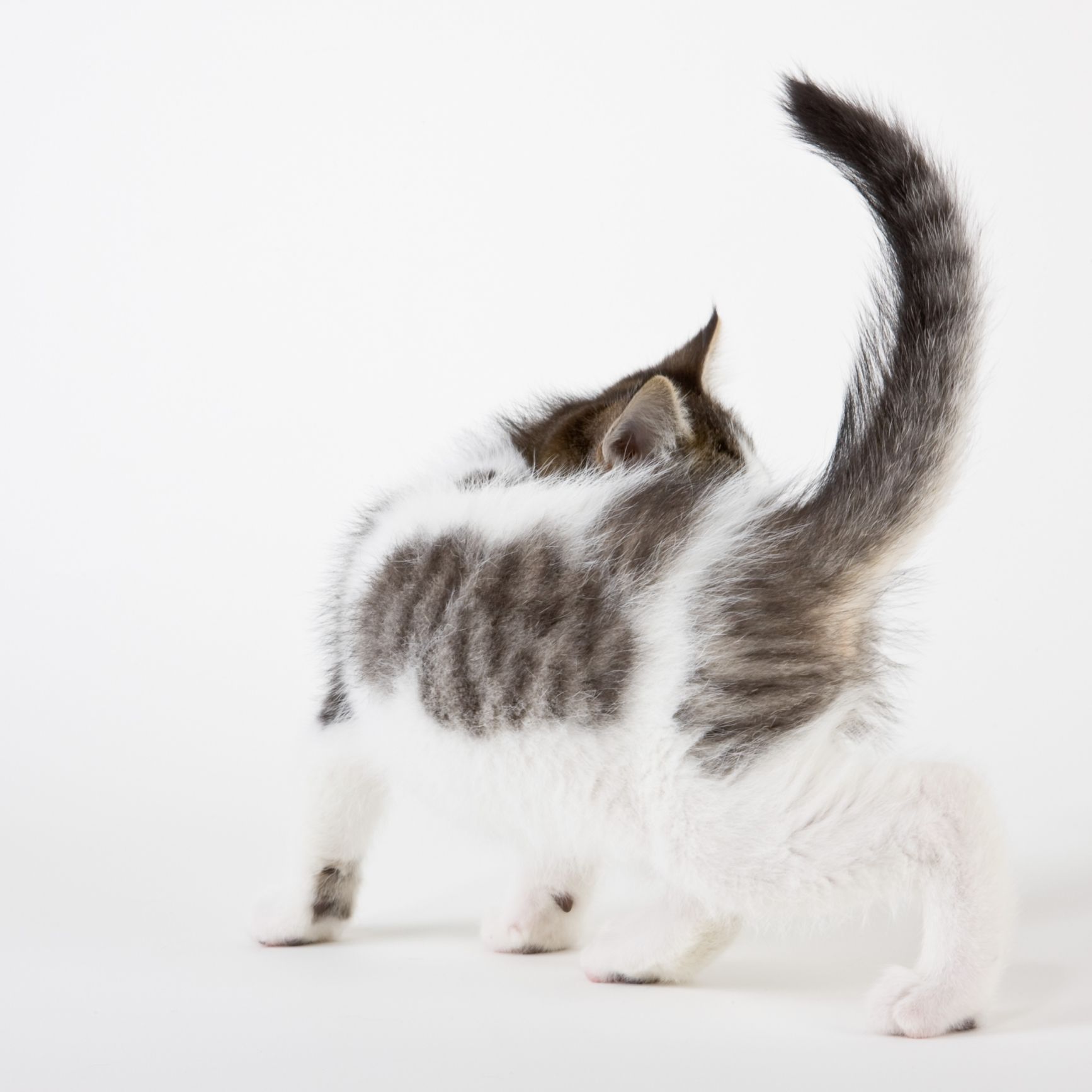 翘尾巴的猫