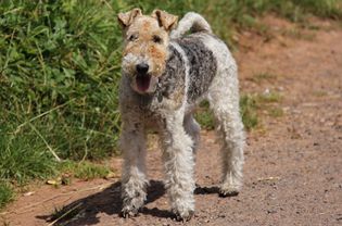 fox terrier