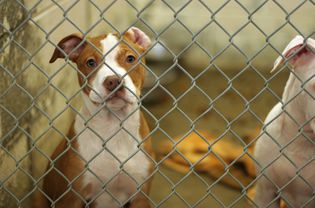Dog in shelter