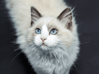 一只布娃娃猫抬头看。