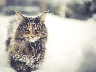 一只长毛挪威森林猫在雪地里行走。