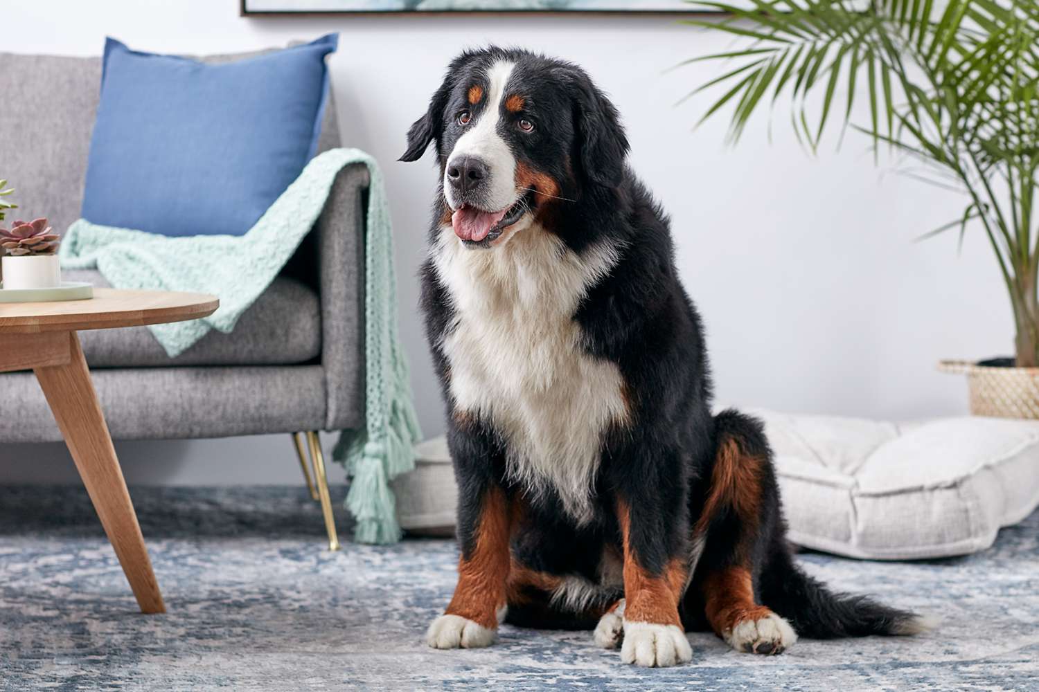 一只伯尔尼山犬坐在地毯上