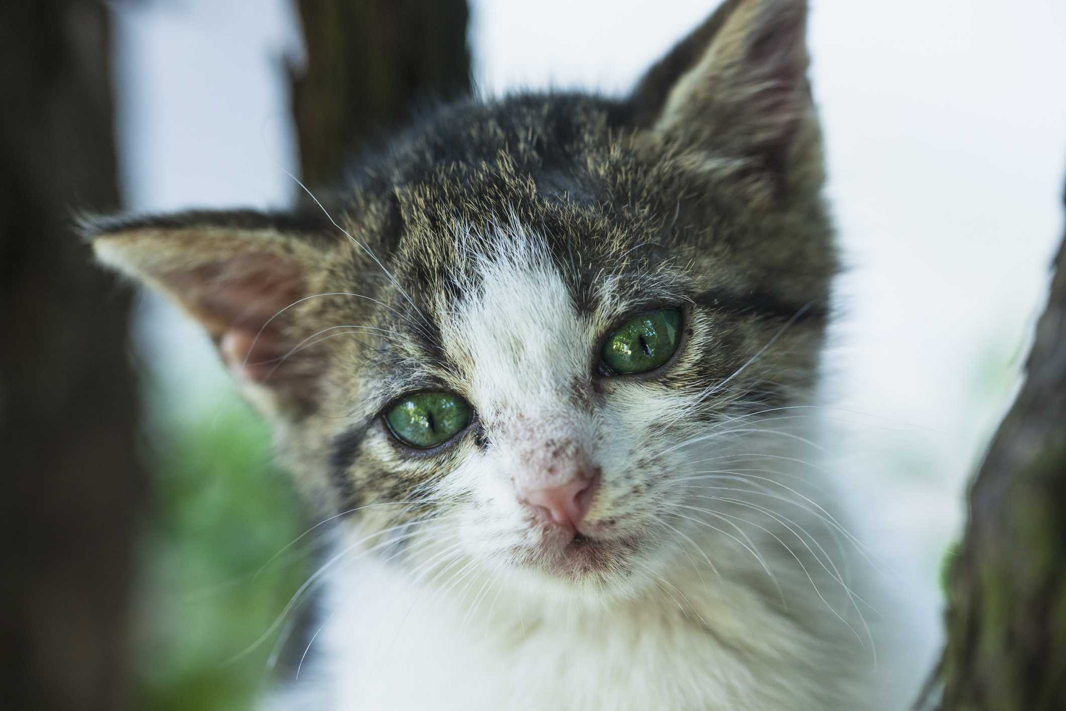 这只猫的近景状况很差