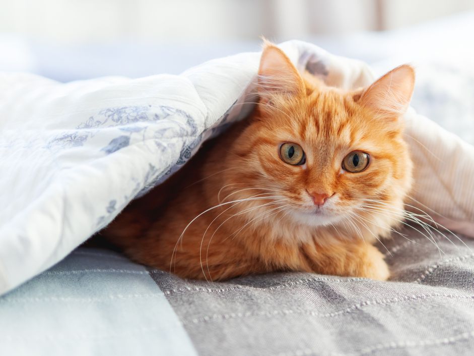 毯子下的橙色猫