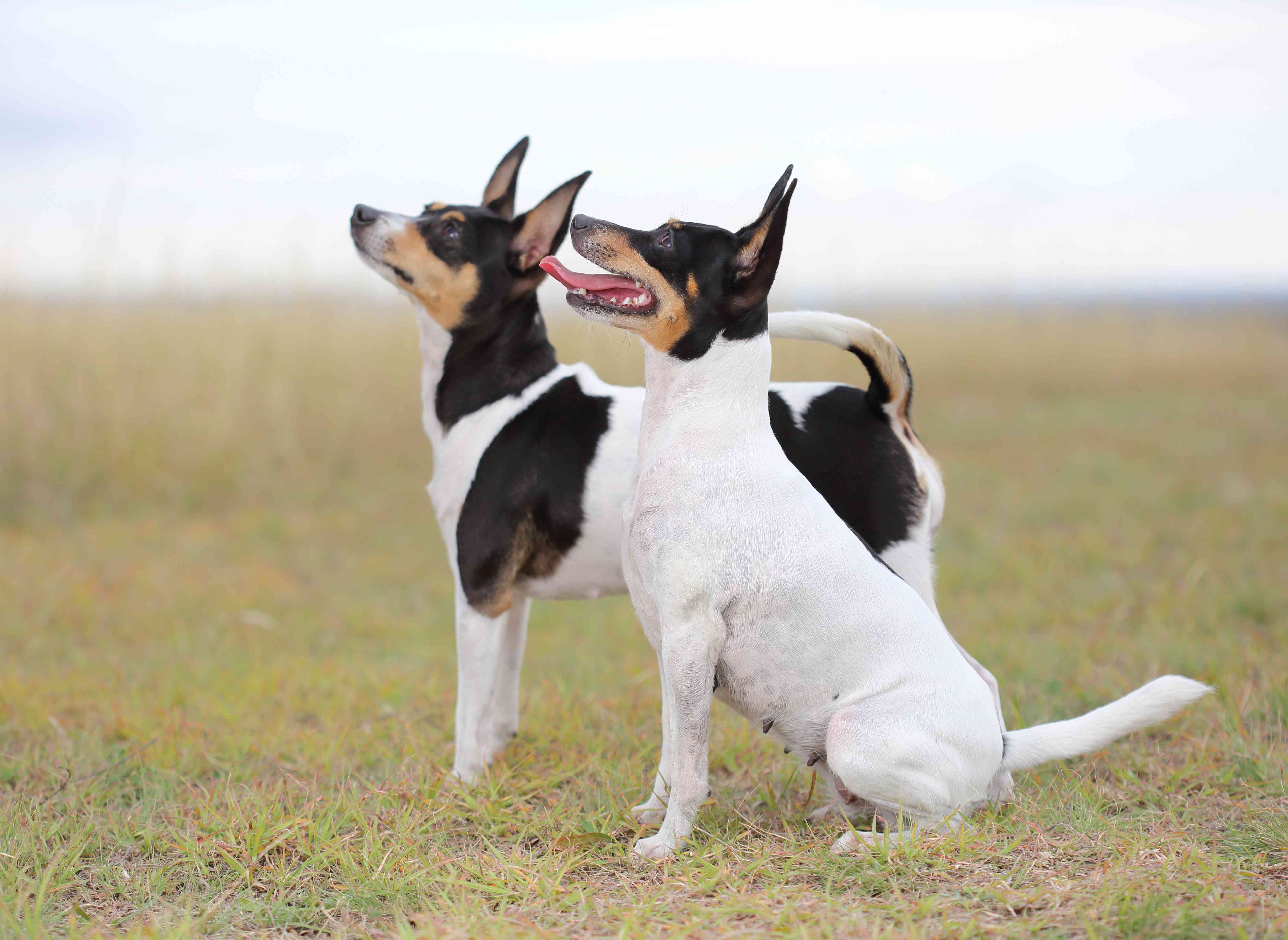 玩具狐狸犬