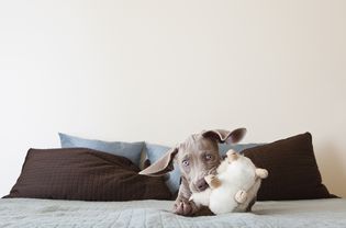 Puppy chewing a toy