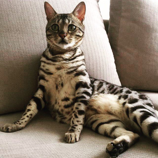 狼猫