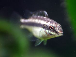 鱼薯条