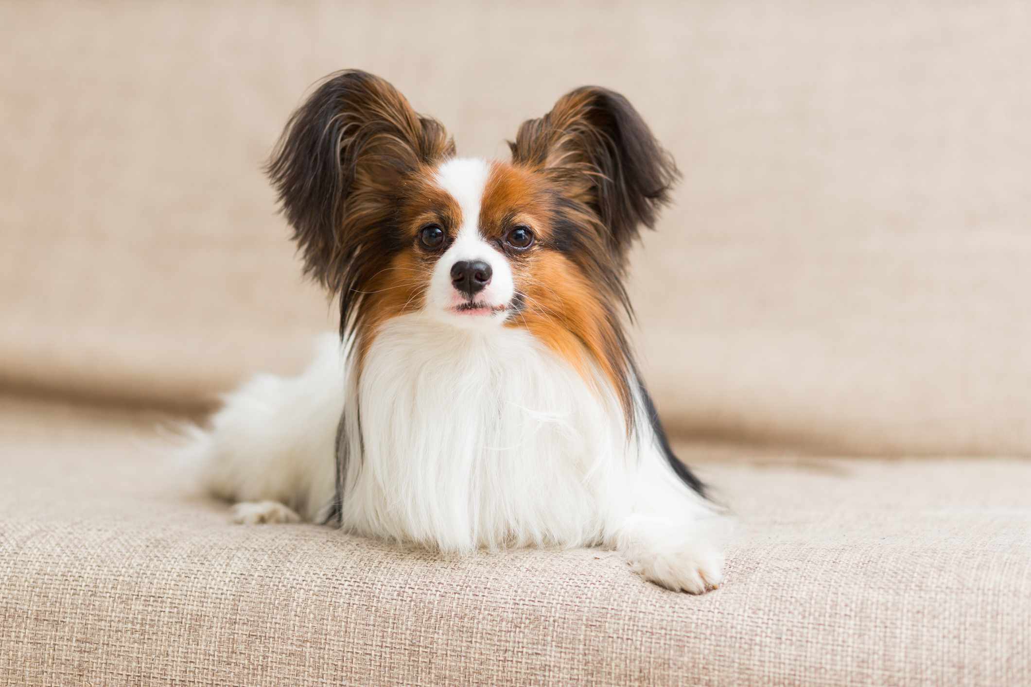 蝴蝶犬躺在米色沙发上